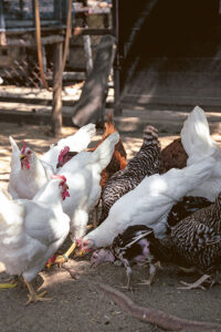 เลี้ยงไก่ไข่ 10 ตัว ยังไงให้ได้ไข่กินทุกวัน